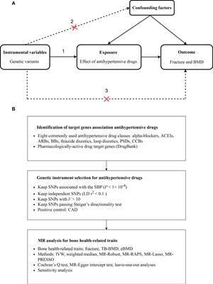 Association of antihypertensive drugs with fracture and bone mineral density: A comprehensive drug-target Mendelian randomization study